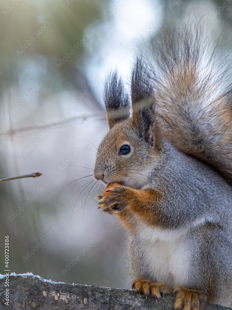 The squirrel with nut sits on tree in the winter or late autumn