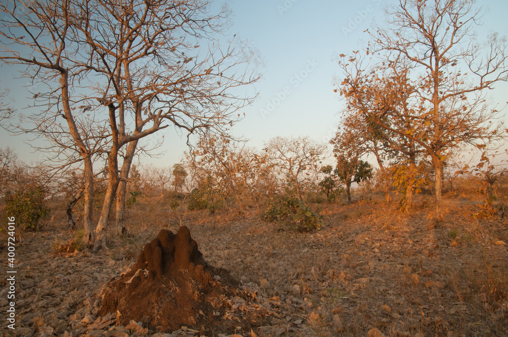 Termite mound and dry deciduous forest. Gir National Park. Gujarat. India. Termite mound and dry deciduous forest. Gir National Park. Gujarat. India.