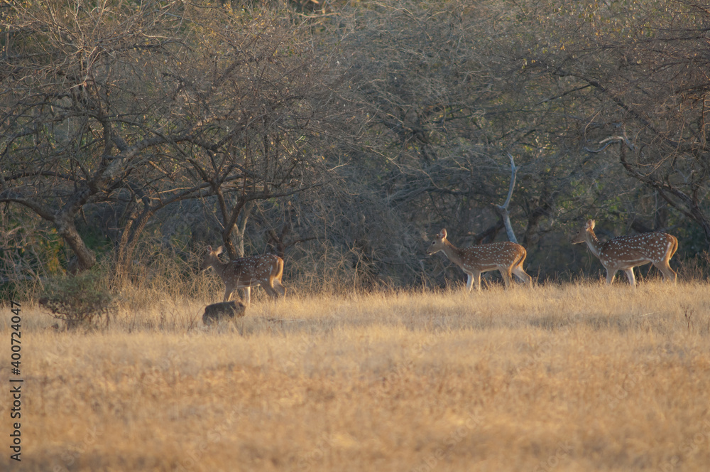 Females of chital Axis axis. Gir National Park. Gujarat. India. Females of chital Axis axis. Gir National Park. Gujarat. India.