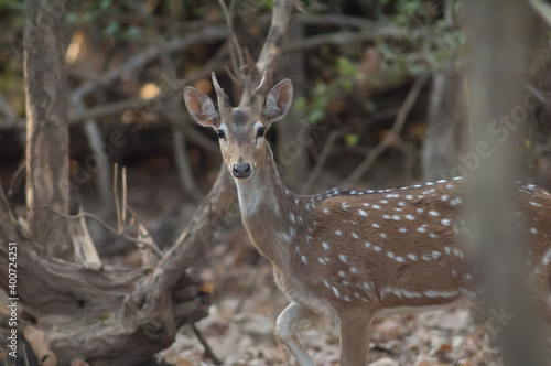 Young male of chital Axis axis. Gir Sanctuary. Gujarat. India. © Víctor