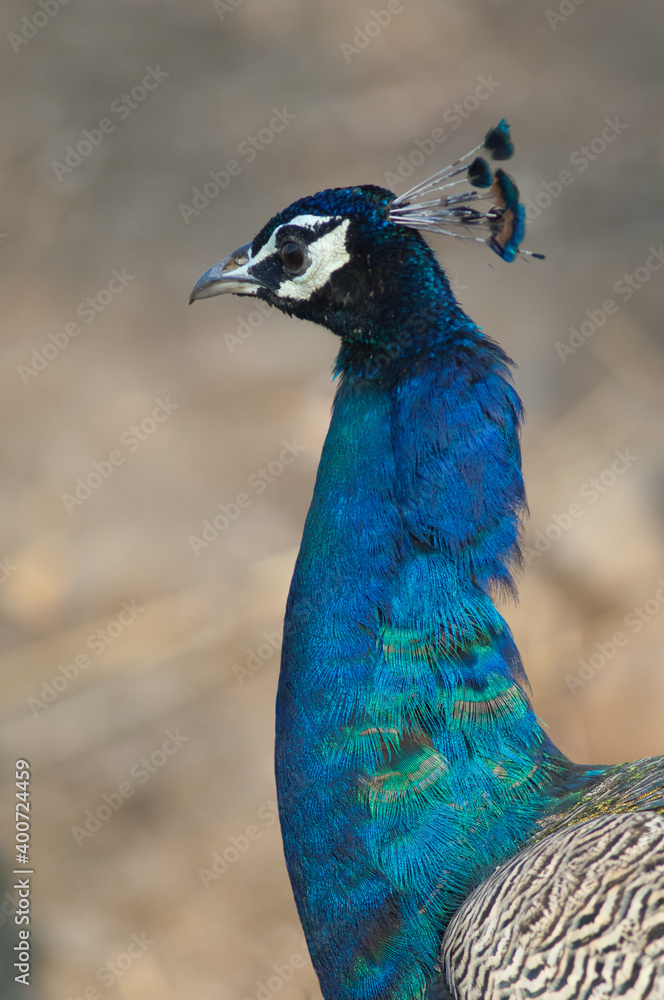Male Indian peafowl Pavo cristatus. Gir Sanctuary. Gujarat. India. Male Indian peafowl Pavo cristatus. Gir Sanctuary. Gujarat. India.