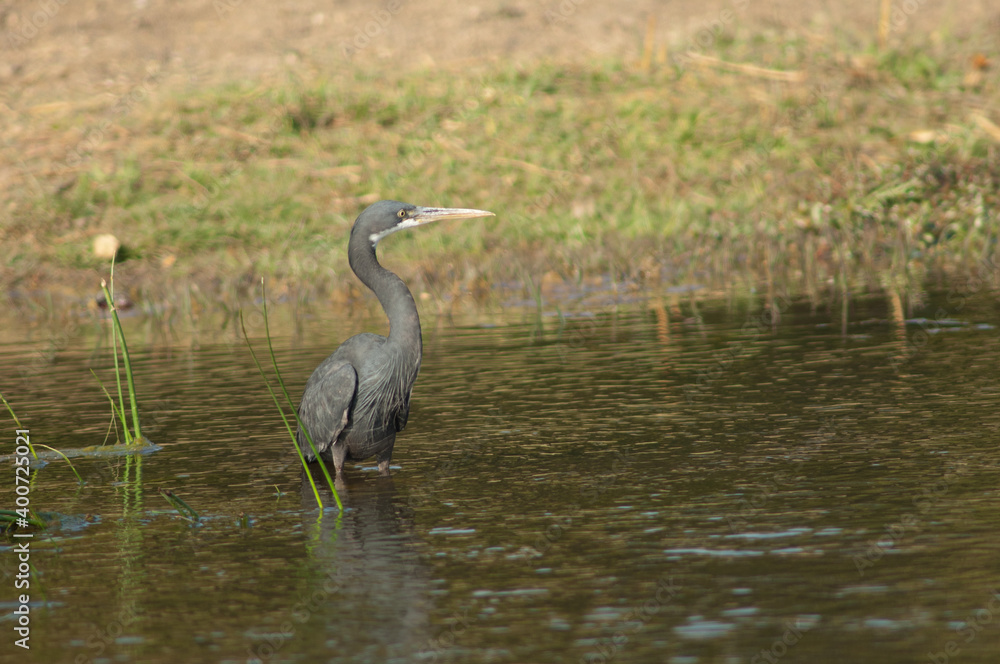Western reef egret Egretta gularis. Dark morph in the Hiran river. Sasan. Gir Sanctuary. Gujarat. India. Western reef egret Egretta gularis. Dark morph in the Hiran river. Sasan. Gir Sanctuary. Gujarat. India.
