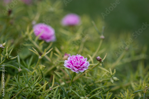  Selective focus close up beautiful pink Portulaca grandiflora plant in a garden.Common name including rose moss eleven o clock Mexican rose  and moss-rose purslane.