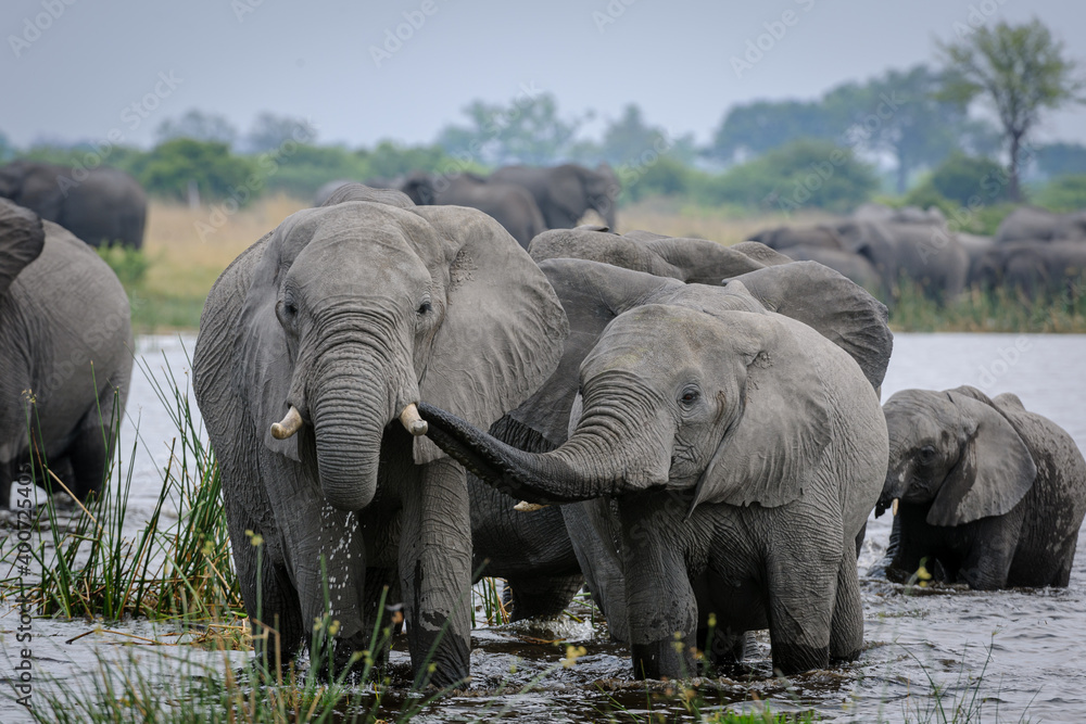 Fototapeta premium African bush elephant (Loxodonta africana) herd drinking at a waterhole. Selinda. Okavango Delta. Botswana