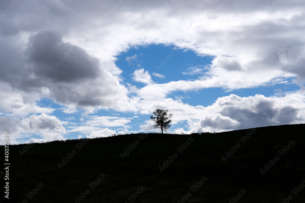 北海道美瑛の丘の木