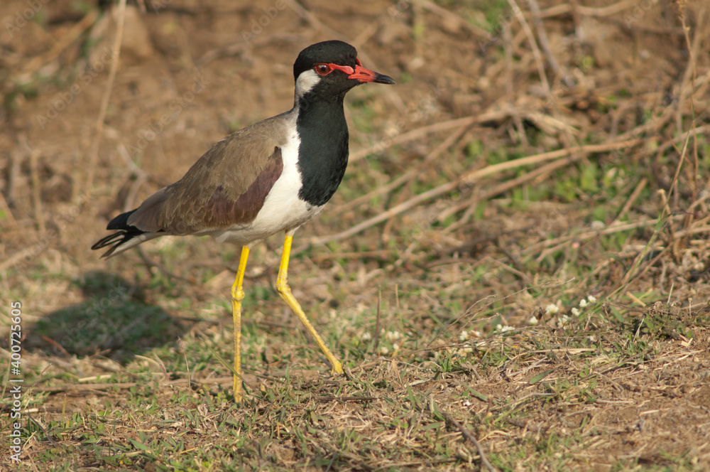 Red-wattled lapwing Vanellus indicus in a meadow. Hiran river. Sasan. Gir Sanctuary. Gujarat. India. Red-wattled lapwing Vanellus indicus in a meadow. Hiran river. Sasan. Gir Sanctuary. Gujarat. India.