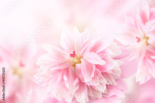 Background with pink peony flowers. Festive background