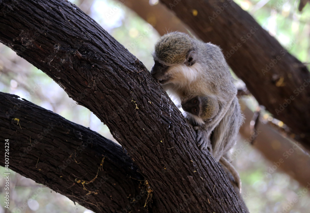 Fototapeta premium monkeys playing in Khartoum Sudan