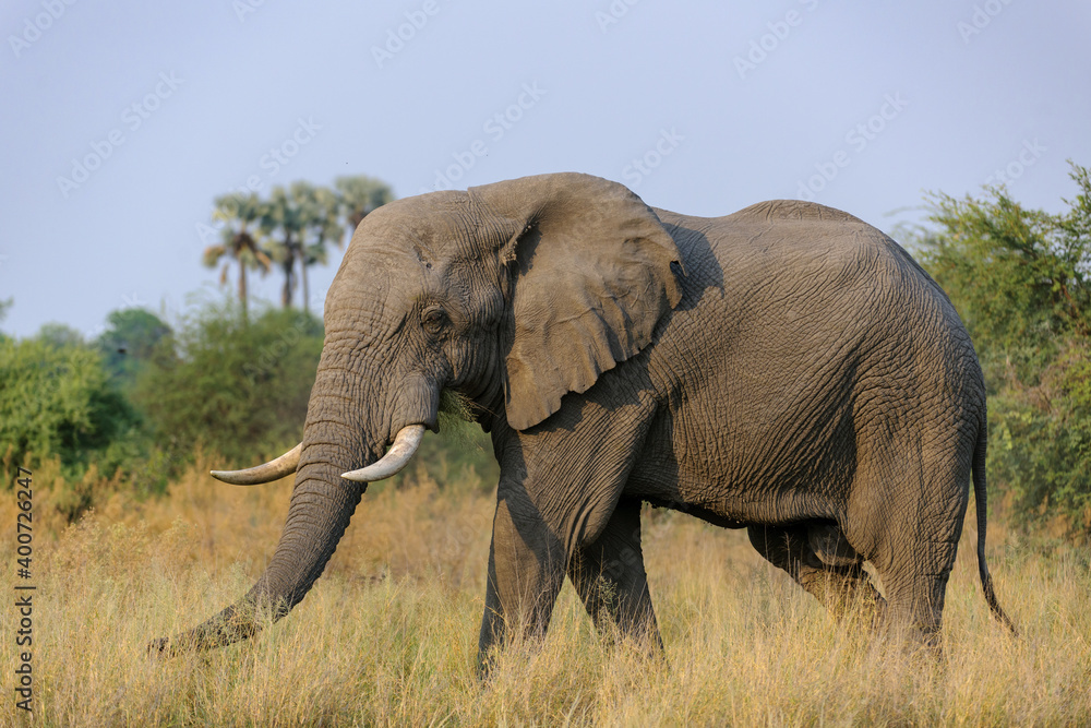 Magnificent african bush elephant (Loxodonta africana) bull in typical environment. Selinda. Okavango Delta. Botswana