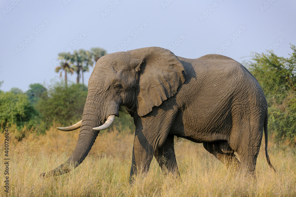Fototapeta premium Magnificent african bush elephant (Loxodonta africana) bull in typical environment. Selinda. Okavango Delta. Botswana