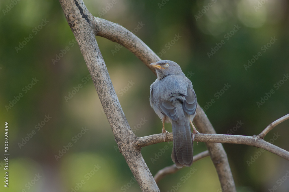 Jungle babbler Turdoides striatus on a branch. Sasan. Gir Sanctuary. Gujarat. India. Jungle babbler Turdoides striatus on a branch. Sasan. Gir Sanctuary. Gujarat. India.