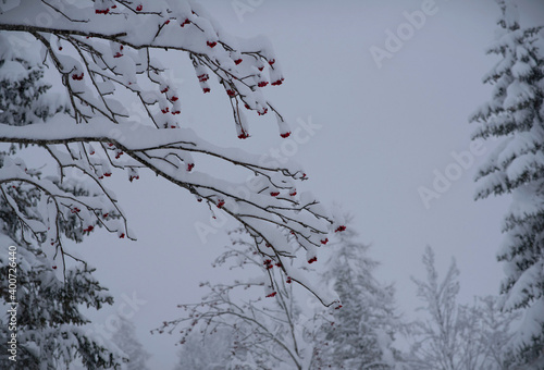 A beautiful red and white winter background. Sorbus aucuparia is commonly known as rowan, mountain-ash, quickbeam, or rowan-berry photo