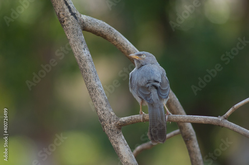 Jungle babbler Turdoides striatus on a branch. Sasan. Gir Sanctuary. Gujarat. India.