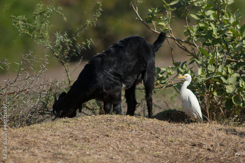 Domestic goat Capra aegagrus hircus feeding and cattle egret Bubulcus ibis. Hiran river. Sasan Gir. Gujarat. India. Domestic goat Capra aegagrus hircus feeding and cattle egret Bubulcus ibis. Hiran river. Sasan Gir. Gujarat. India.
