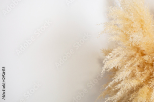 Dry pampas grass reeds agains on white wall background. Minimal, stylish, trend concept. Copy space