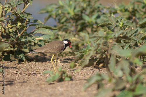 Wallpaper Mural Red-wattled lapwing Vanellus indicus on the banks of the Hiran river. Sasan. Gir Sanctuary. Gujarat. India. Torontodigital.ca
