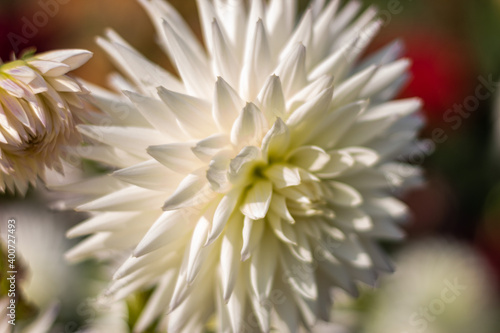White dahlia petals. MAcro photo. The concept of flowering  autumn. Image is suitable for cards  banners.
