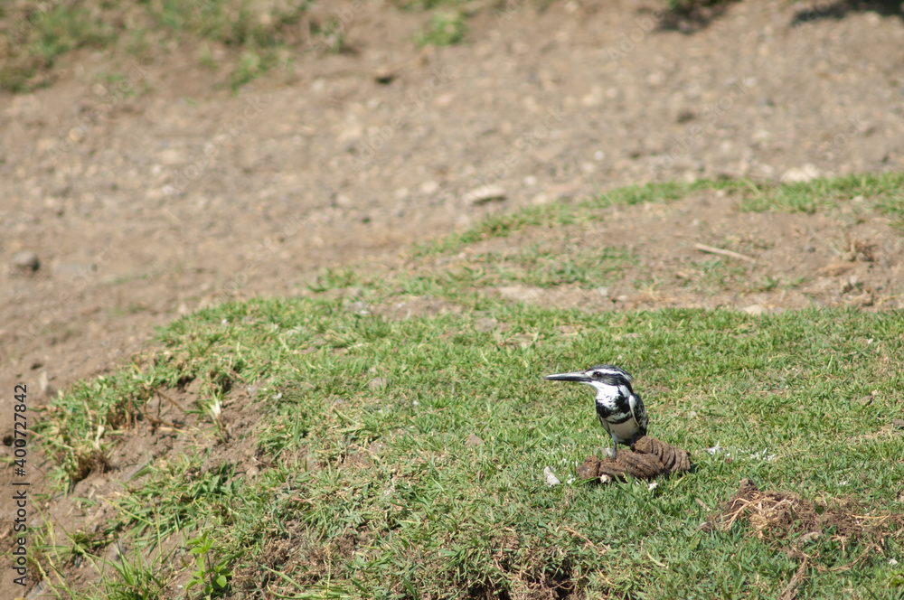 Male pied kingfisher Ceryle rudis in the riverbank of the Hiran river. Sasan. Gir Sanctuary. Gujarat. India. Male pied kingfisher Ceryle rudis in the riverbank of the Hiran river. Sasan. Gir Sanctuary. Gujarat. India.