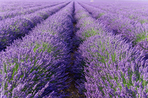 View at lavender fields in Valensole  Provence  France