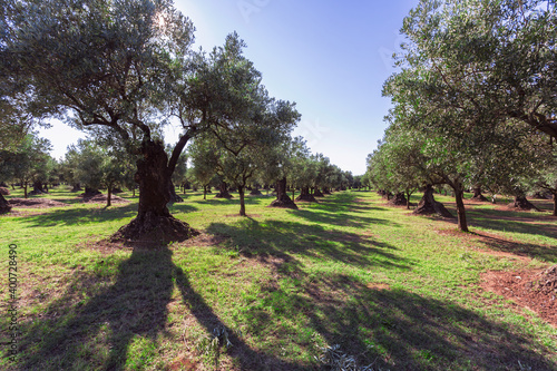 Olive trees plantation. Calabria, Italia