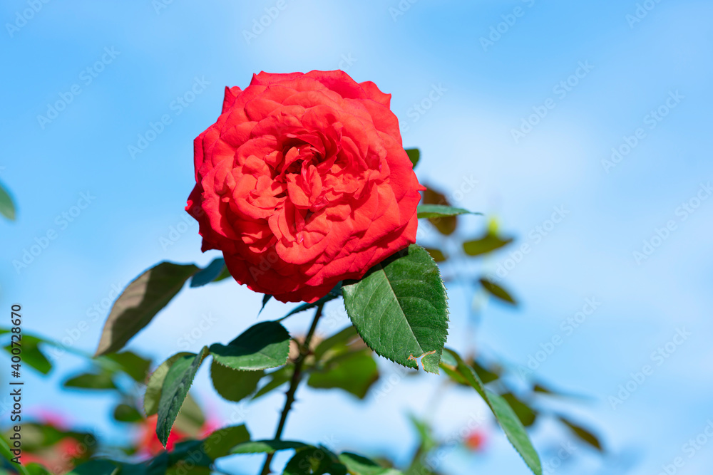 Fototapeta premium Red rose flower. Background.