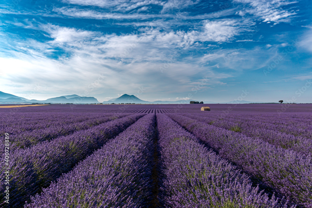 Fototapeta premium View at morning lavender fields in Valensole, Provence, France