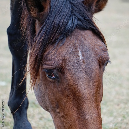 beautiful brown wild horse portrait, animal wildlife