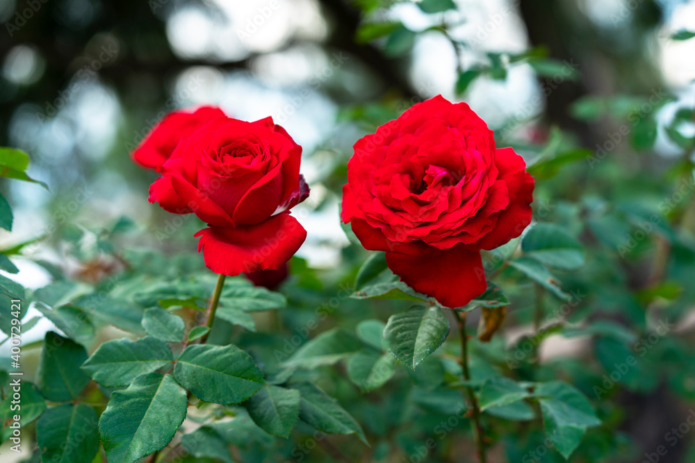 Red rose flower. Background.