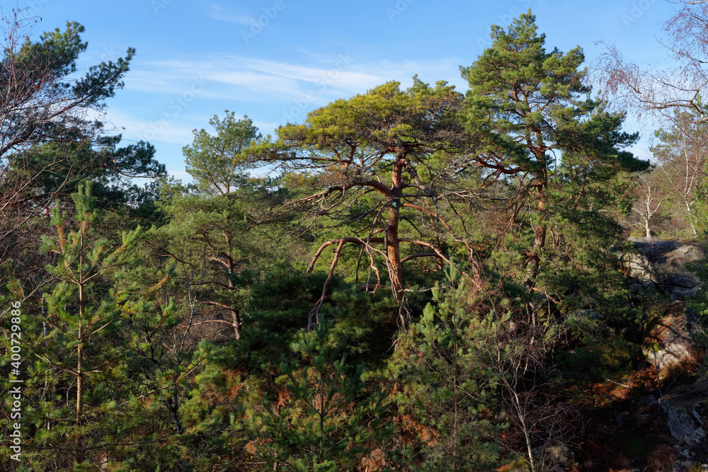 Franchard gorges in the Fontainebleau forest