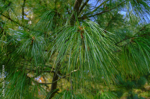 close up of pine needles across green nature. Natural background. Christmas symbol