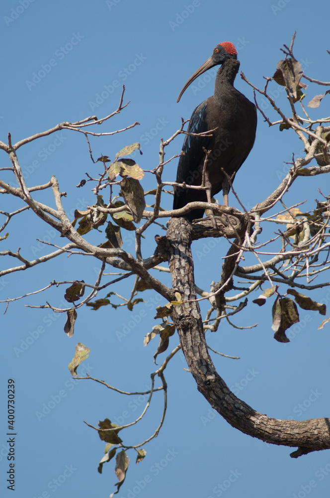 Fototapeta premium Red-naped ibis Pseudibis papillosa on a tree branch. Hiran river. Sasan. Gir Sanctuary. Gujarat. India.
