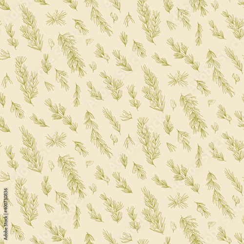 Seamless pattern with Rooibos branches, leaves and flowers. Graphic hand drawn engraving style. Aspalathus linearis. Botanical illustration for packaging, menu cards, posters, prints.