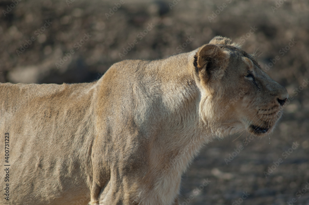 Asiatic lion Panthera leo persica. Lioness in Devalia. Gir Sanctuary. Gujarat. India. Asiatic lion Panthera leo persica. Lioness in Devalia. Gir Sanctuary. Gujarat. India.