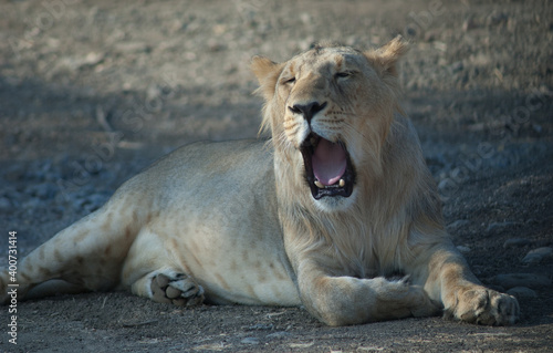 Asiatic lion Panthera leo persica in Devalia. Lioness yawning. Gir Sanctuary. Gujarat. India.