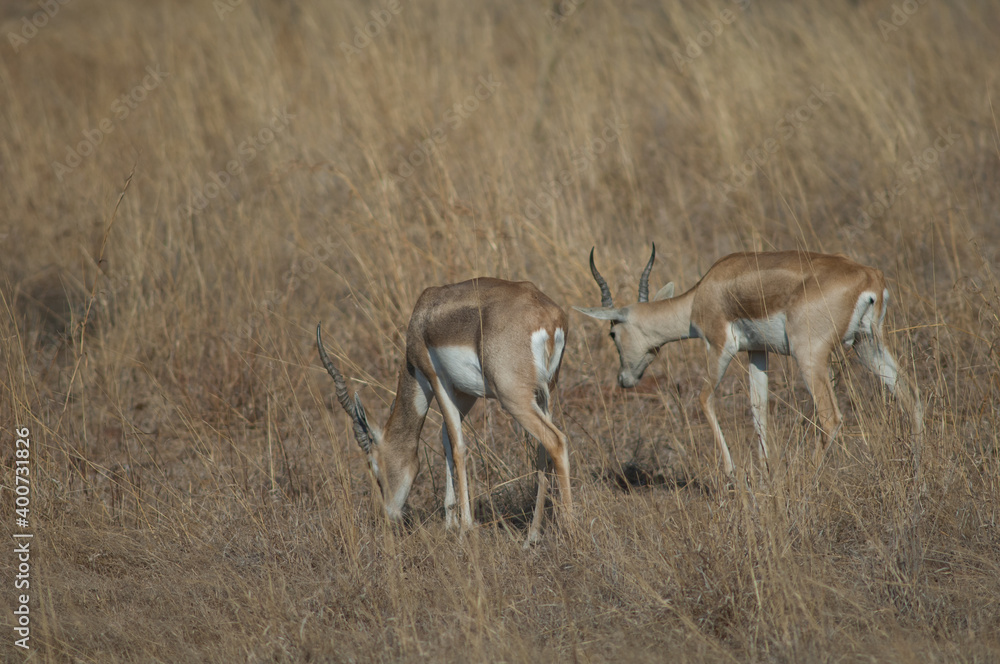 Males blackbuck Antilope cervicapra in Devalia. Gir Sanctuary. Gujarat. India. Males blackbuck Antilope cervicapra in Devalia. Gir Sanctuary. Gujarat. India.