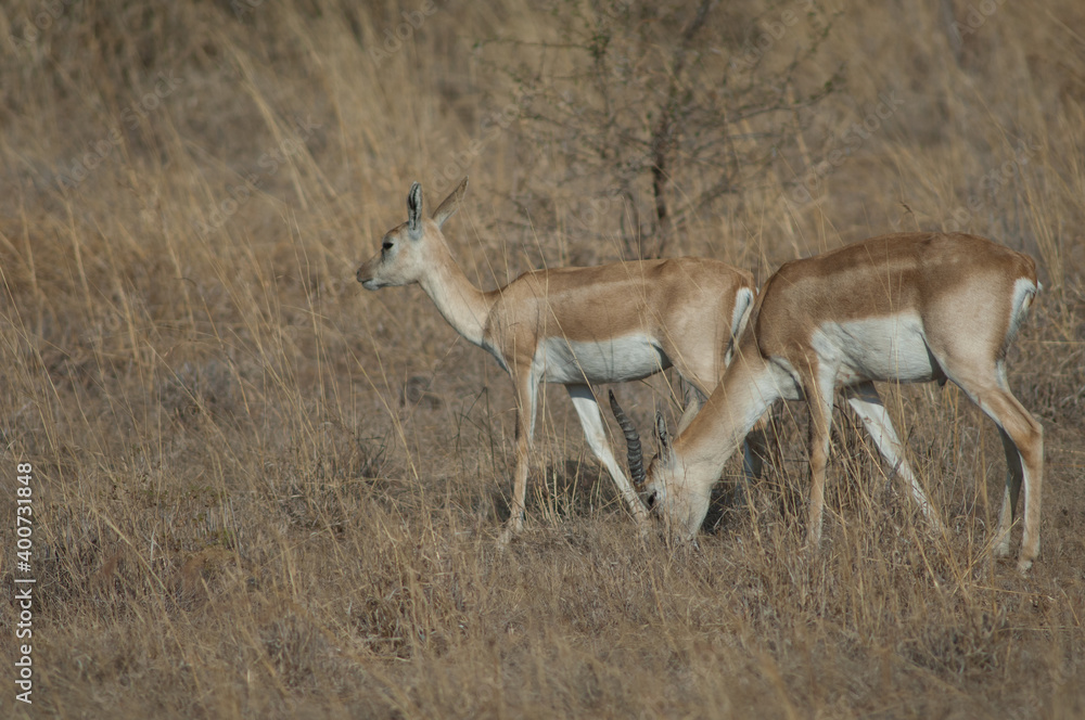Pair of blackbucks Antilope cervicapra in Devalia. Gir Sanctuary. Gujarat. India. Pair of blackbucks Antilope cervicapra in Devalia. Gir Sanctuary. Gujarat. India.
