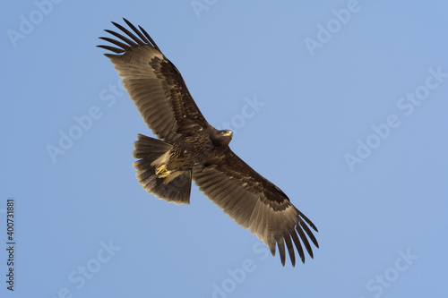 Bastaardarend, Greater Spotted Eagle, Aquila clanga