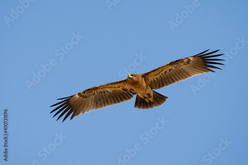Bastaardarend, Greater Spotted eagle, Aquila clanga