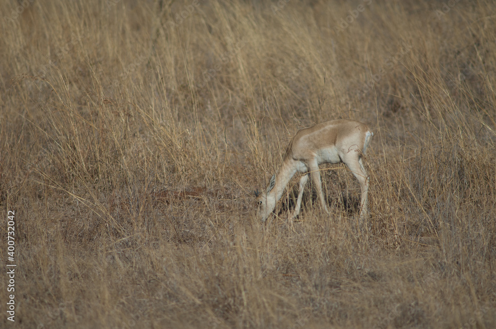 Naklejka premium Young male of blackbuck Antilope cervicapra feeding. Devalia. Gir Sanctuary. Gujarat. India.