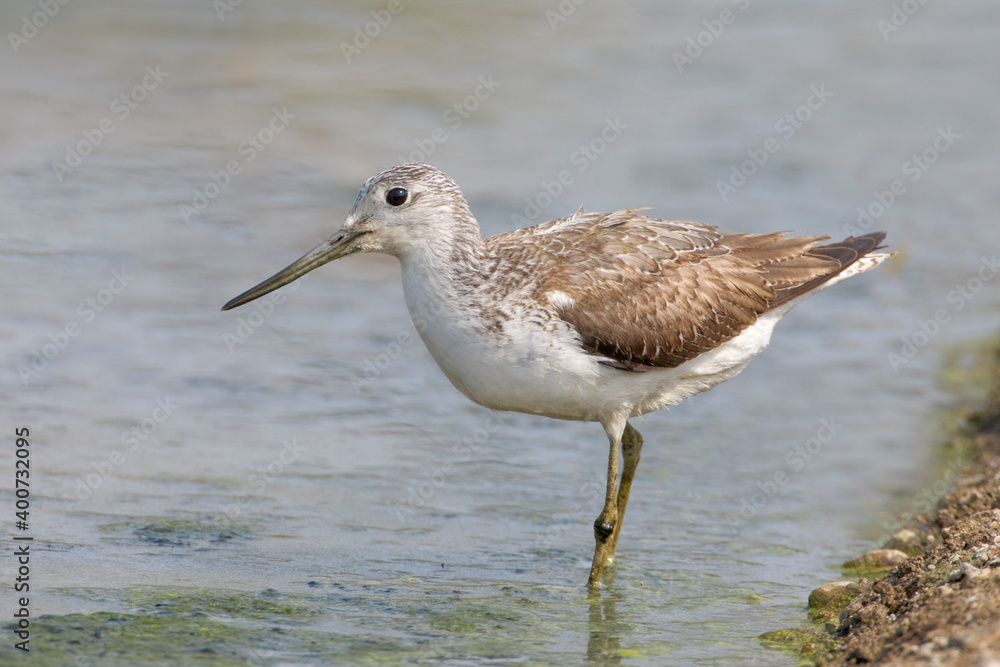 Groenpootruiter, Common Greenshank, Tringa nebularia Groenpootruiter, Common Greenshank, Tringa nebularia