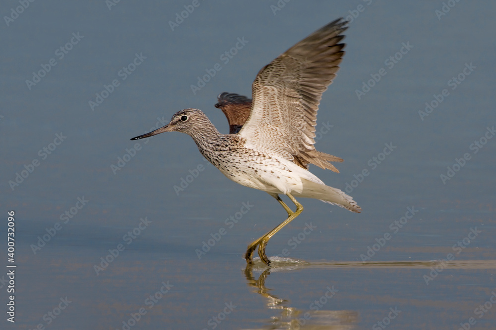 Groenpootruiter, Common Greenshank, Tringa nebularia