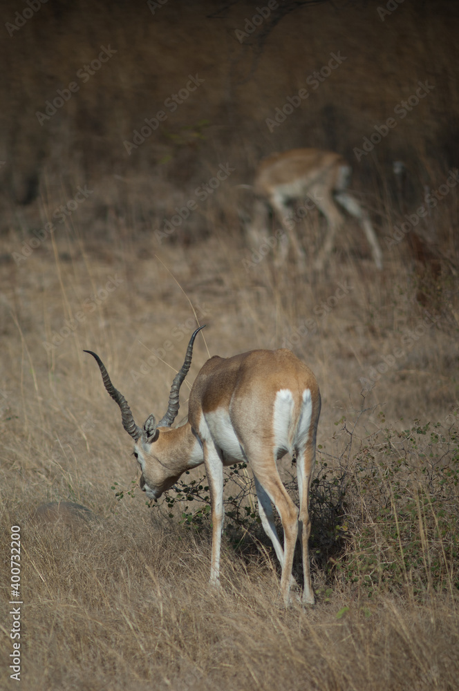 Obraz premium Male blackbuck Antilope cervicapra browsing in Devalia. Gir Sanctuary. Gujarat. India.