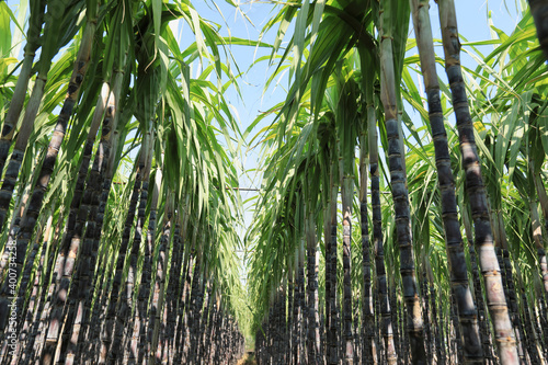 Sugarcane plants growing at field