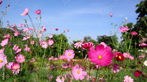Summer field with pink daisies growing in flower meadow.