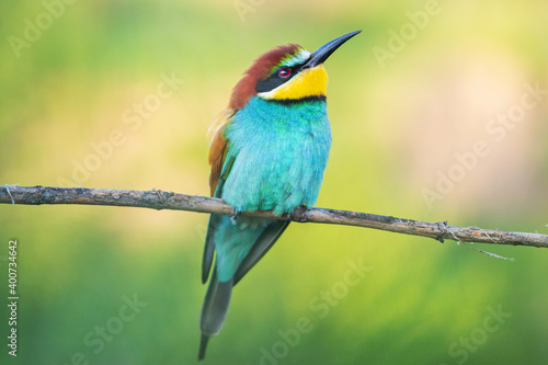 bird of paradise on a branch looking up