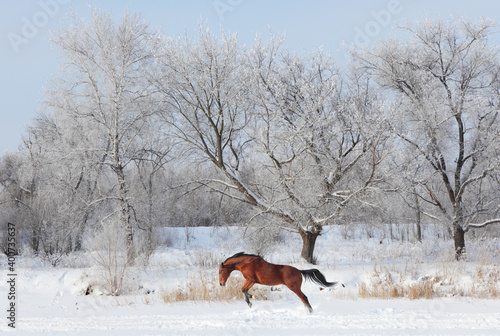 Beautiful sports horse runs in winter farm 