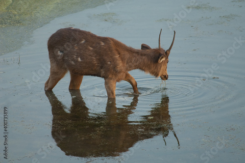 Sambar stag Cervus unicolor feeding in a lagoon. Keoladeo Ghana National Park. Rajasthan. India.