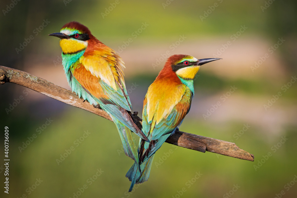 pair of bright birds sitting nearby on a branch pair of bright birds sitting nearby on a branch