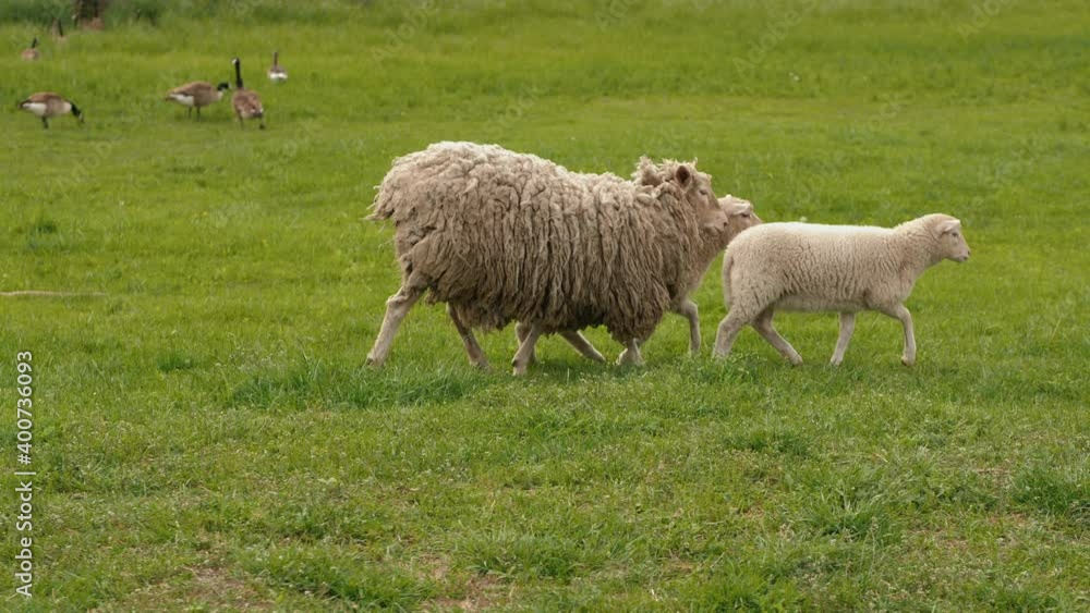 White sheep with two lambs run on green grass in the meadow White sheep with two lambs run on green grass in the meadow