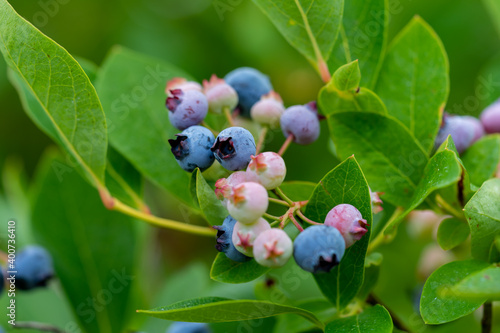 Blueberry, blueberries growing on the bushes.  A mix between mature and immature organic fruits.  Macros with selective focus.